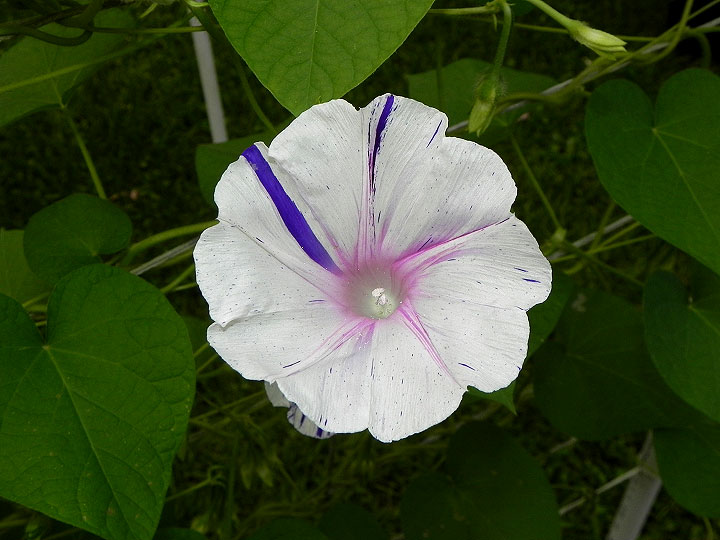 DSCN5056