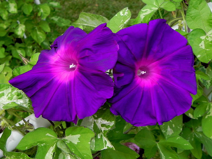 DSCN5060