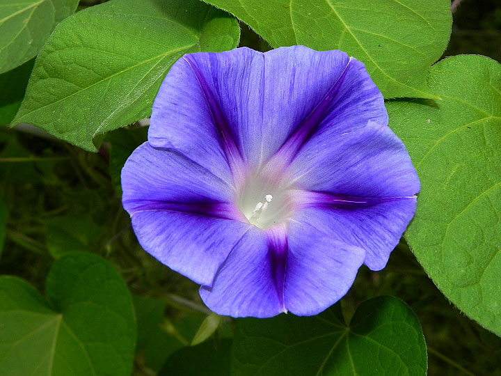 DSCN5061