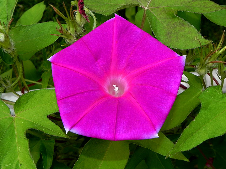 DSCN5066