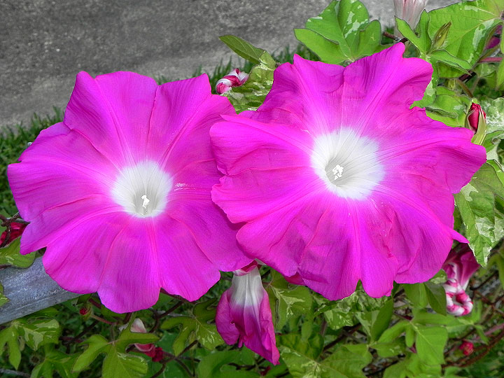 DSCN5106_01