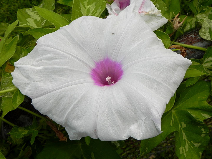 DSCN5129_02
