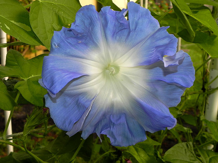 DSCN5159