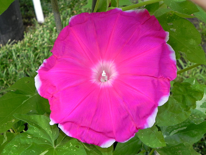 DSCN5169_01