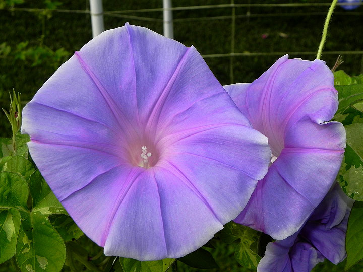 DSCN5185