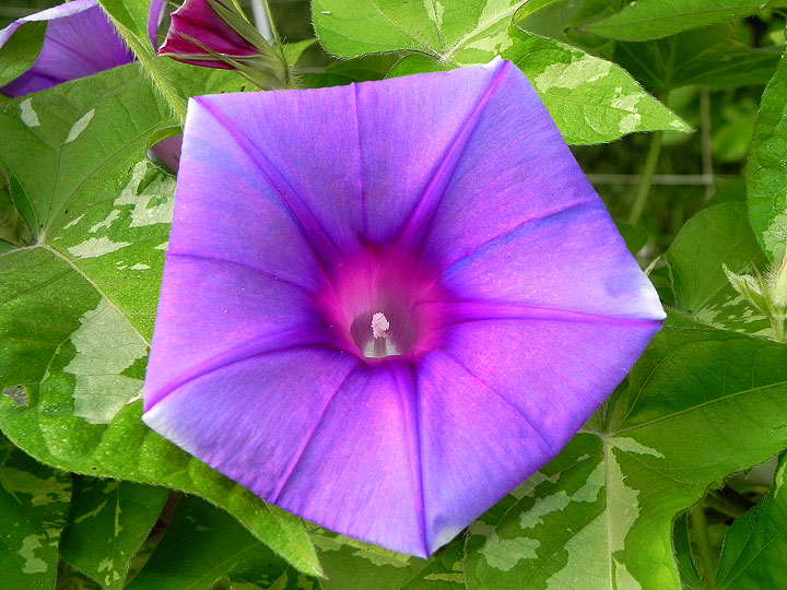 DSCN5187