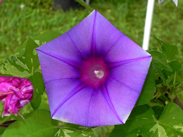 DSCN5188