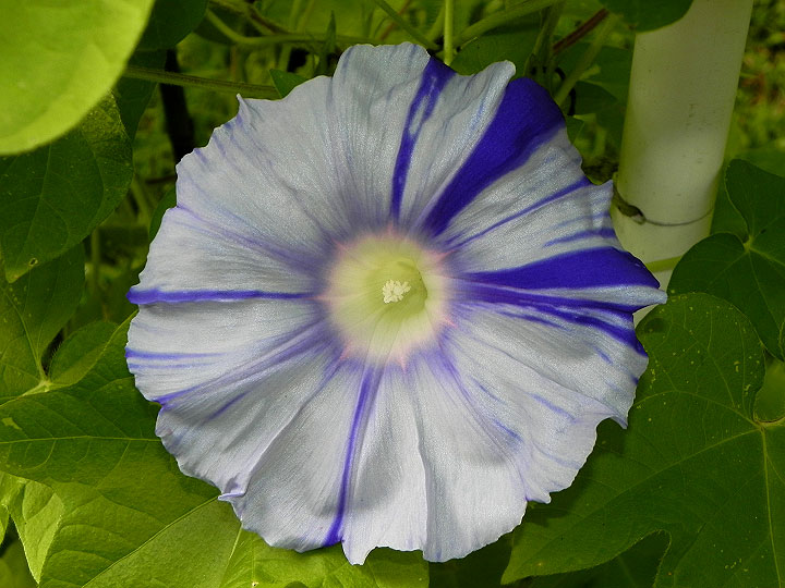 DSCN5223