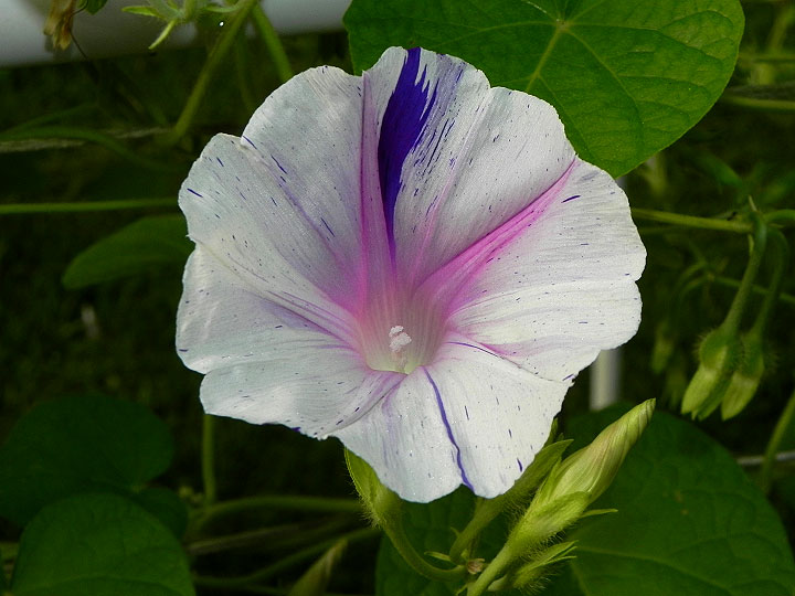 DSCN5226