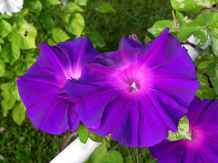 DSCN5229