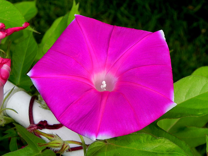 DSCN5233