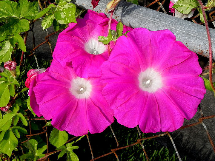 DSCN5284_01