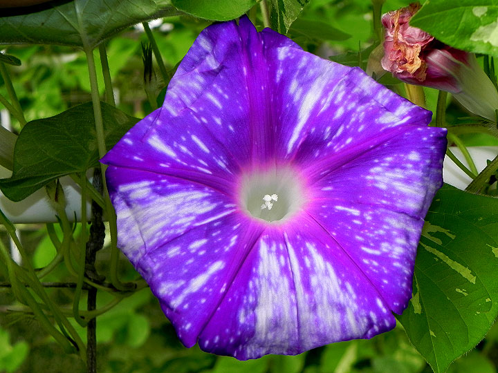 DSCN5345
