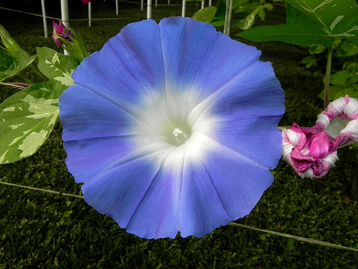DSCN5352