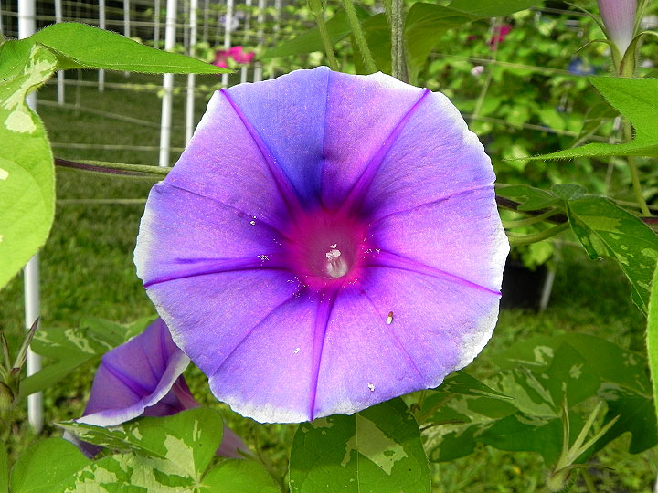 DSCN5367