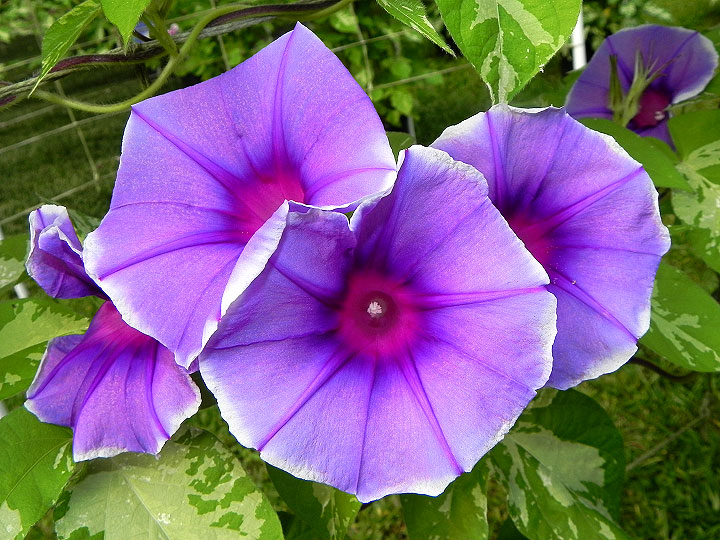 DSCN5368