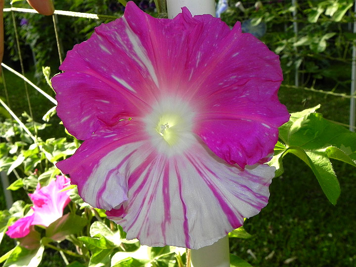 DSCN5382