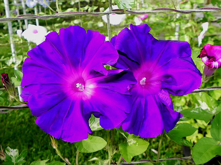 DSCN5405