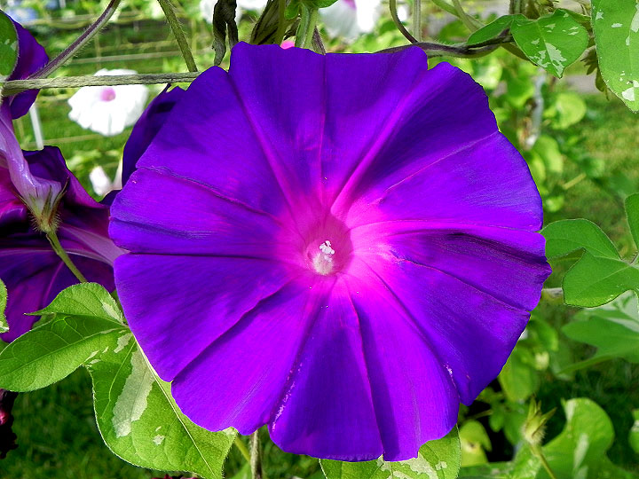 DSCN5406