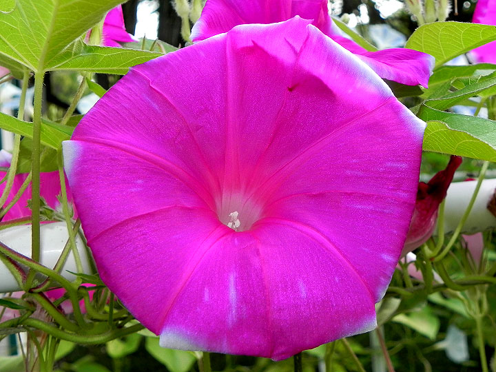 DSCN5413