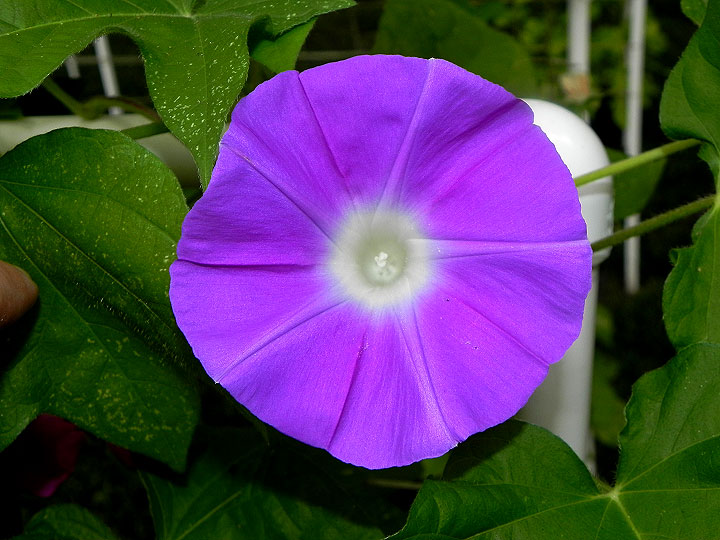 DSCN5487