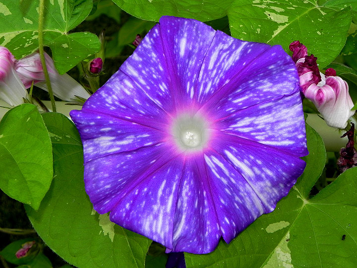 DSCN5491