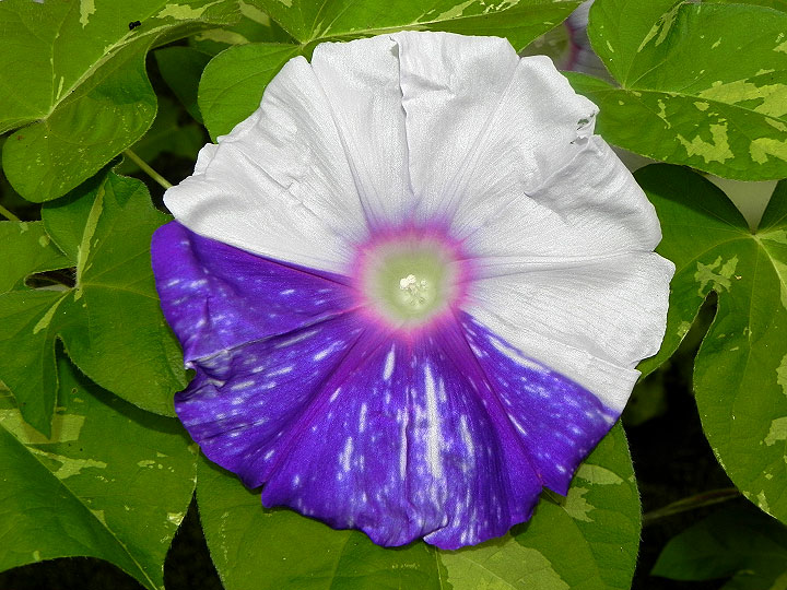 DSCN5492