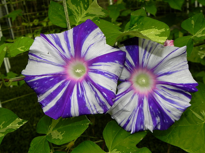 DSCN5493