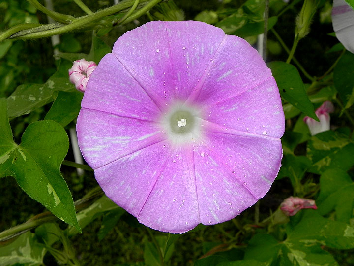 DSCN5496