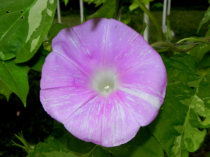 DSCN5498