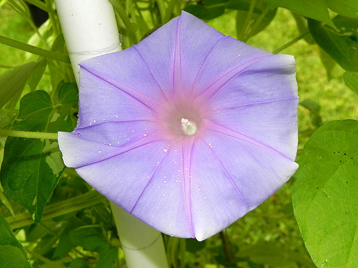 DSCN5510