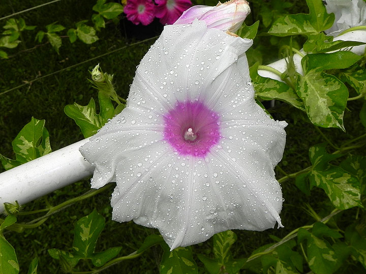 DSCN5535