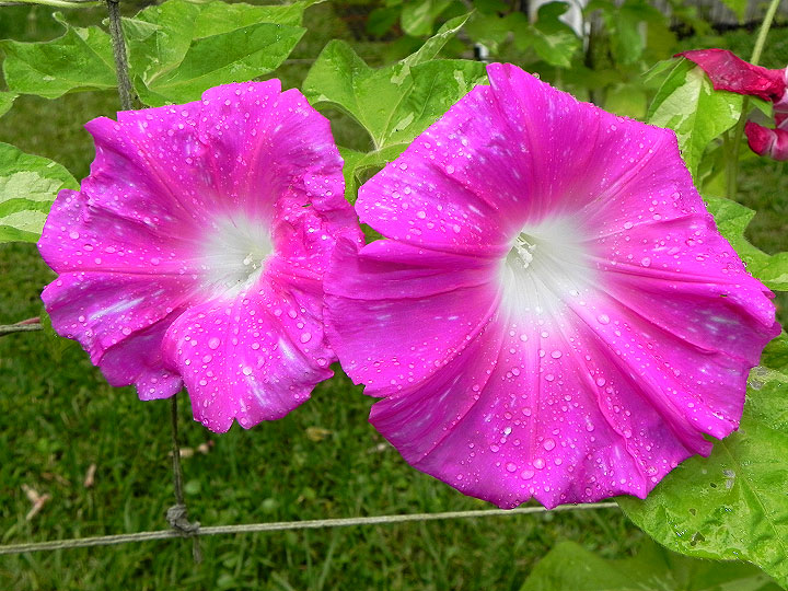 DSCN5538_01