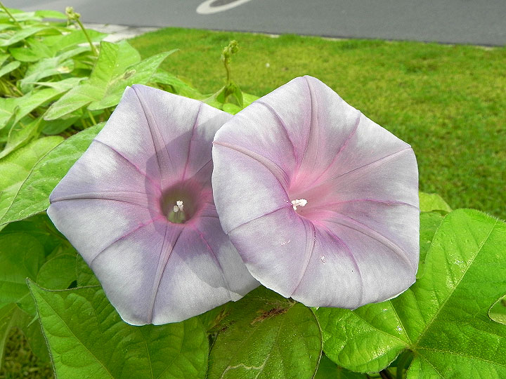 DSCN5575