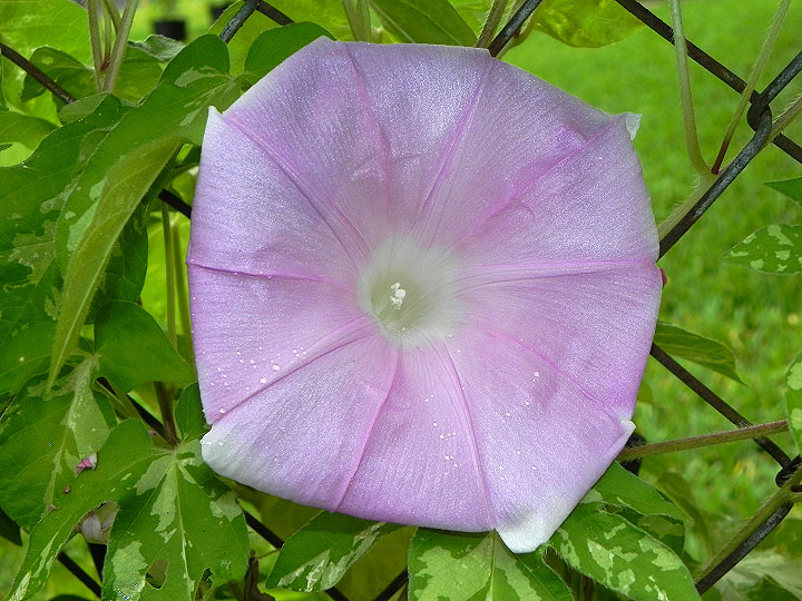 DSCN5597