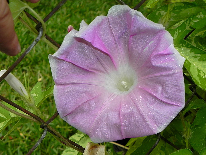 DSCN5598