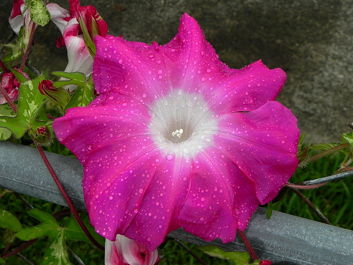 DSCN5612