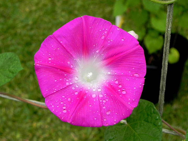 DSCN5617