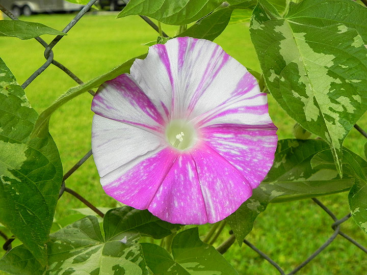 DSCN5654