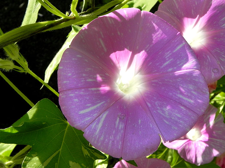 DSCN5707