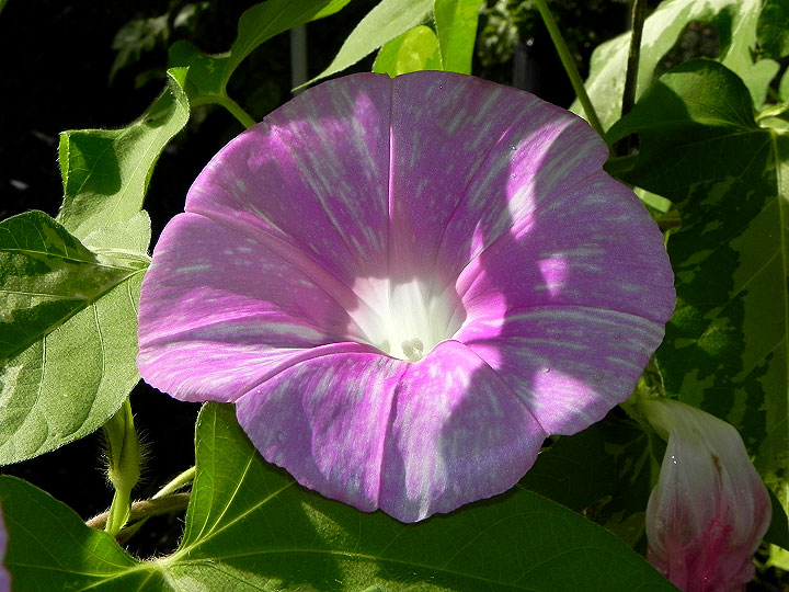 DSCN5708