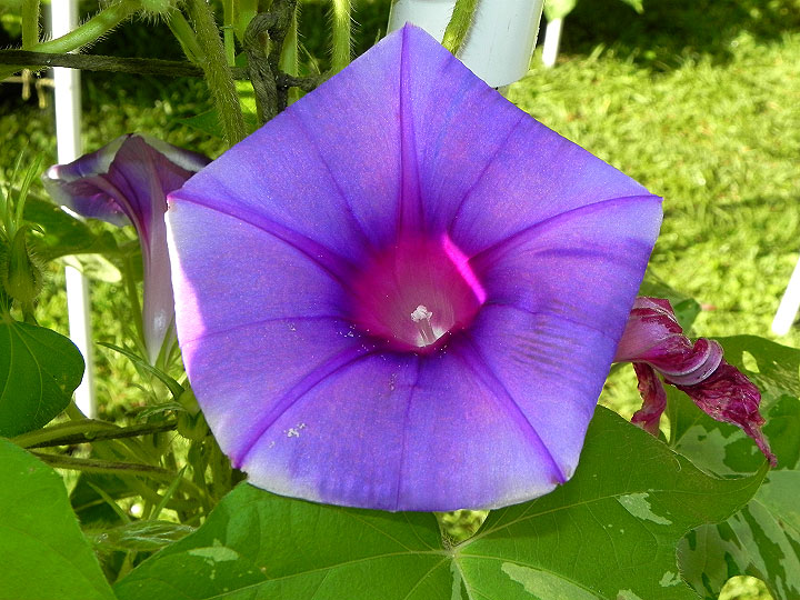 DSCN5720