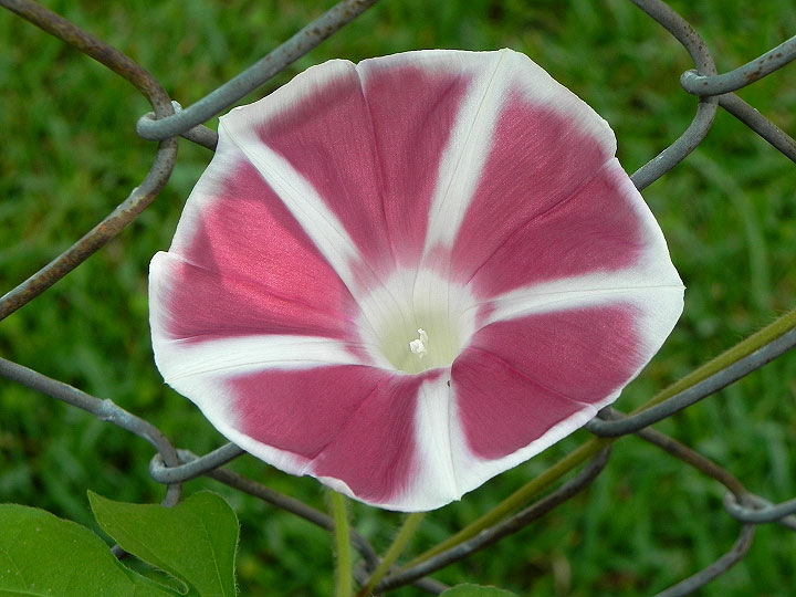 DSCN5786