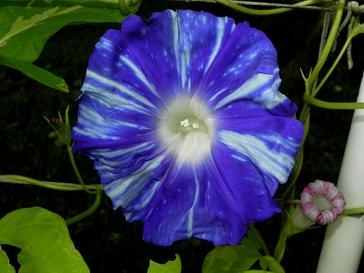 DSCN5862