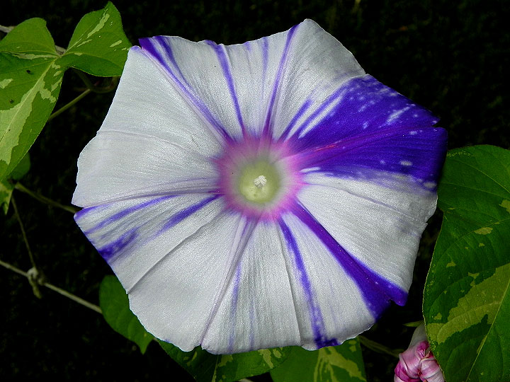 DSCN5869