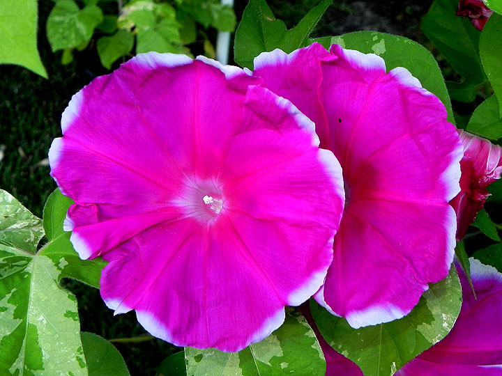 DSCN5874