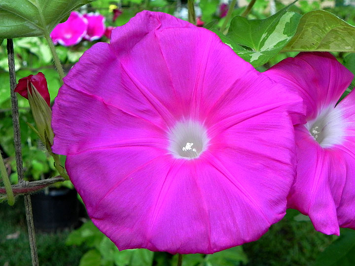 DSCN5877