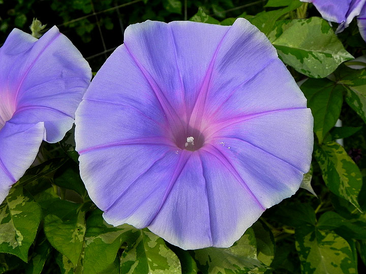 DSCN5893