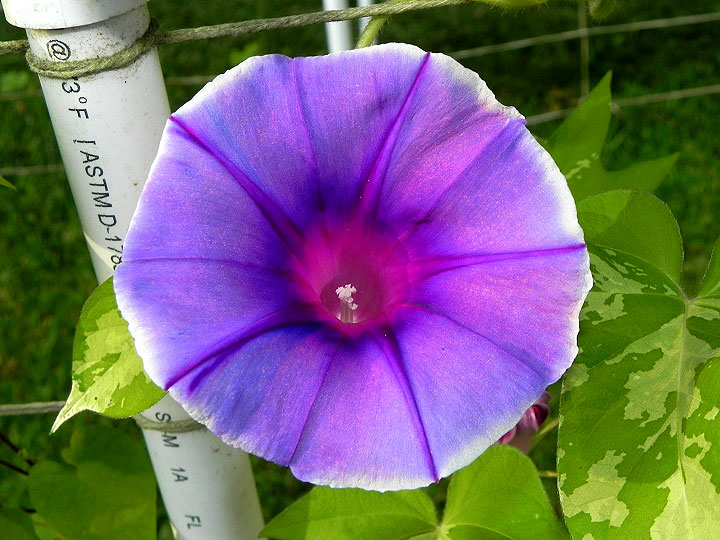 DSCN5894