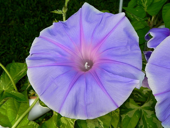 DSCN5895